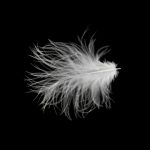 最近羽毛が出てくる