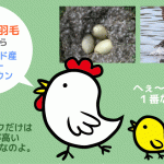 羽毛の宝石「アイダーダウン」