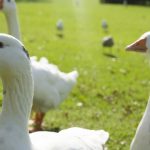 羽毛（ホワイトグース）